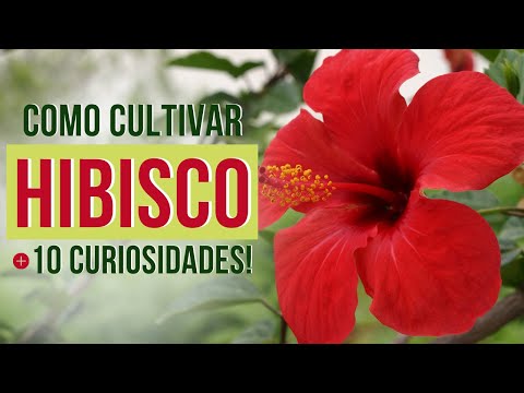 Vídeo: Variedades de hibisco para a zona 8 - Como cuidar do hibisco da zona 8