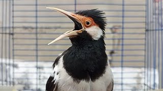 Jalak Suren Gacor  Isian Variasi Masteran Harian Buat Pancingan Jalak Muda Agar Rajin Bunyi