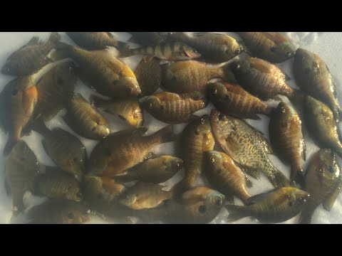 Early Public Ice Fishing 2022 - A Quick Panfish Smackdown