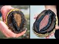 Bizarre Sea Creatures That Look (and Feel) Very Wrong
