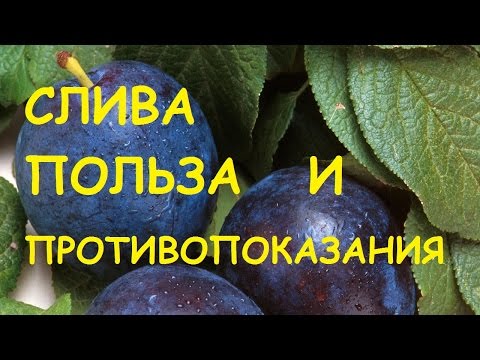 Слива. Польза и вред для здоровья.