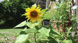 Time Lapse of a Sunflower Moving Throughout the Day