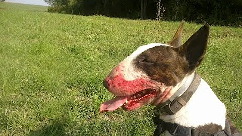 Angry Bullterrier