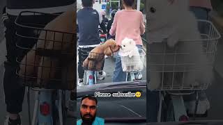 “Dog Reaction Will Shock You 😂🐶” #youtubeshorts