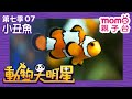 動物大明星 S7 EP 07 小丑魚 認識動物 自然生態 魚類 昆蟲 海洋生物 哺乳類 兒童節目 Animal Big Star 第七季 第7集 親子台 官方HD Momokids 動物大明星 S7 EP 07 小丑魚 認識動物 自然生態 魚類 昆蟲 海洋生物 哺乳類 兒童節目 Animal Big Star 第七季 第7集 親子台 官方HD Momokids