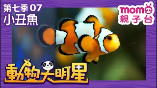 動物大明星 S7：EP 07【小丑魚】認識動物｜自然生態｜魚類｜昆蟲｜海洋生物｜哺乳類｜兒童節目｜Animal big star｜第七季 第7集【親子台｜官方HD】momokids