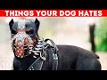 10 Things You Do That Dogs Secretly Hate