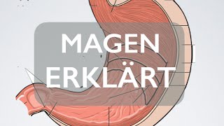 Magen - Organ | Medizin Grundlagen