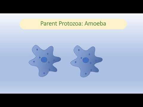 Video: Hoe plant amoebe zich voort?