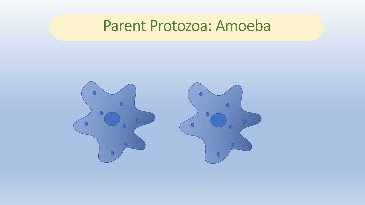 Reproduction In Amoeba YouTube