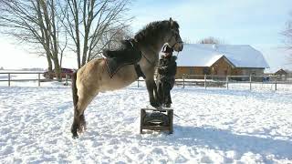 Horse Stands On A Pedestal