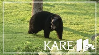 Multiple bear sightings reported in Ramsey Co.