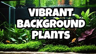 15 Top Background Aquarium Plants 🌿