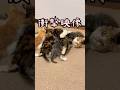 やばッ！ママに群がる子猫の衝撃映像… / stray cat gives birth #shorts