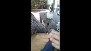 INJERTO REYNA EN CAFE PARTE I