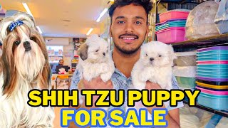 ShihTzu Puppy For Sale  ShihTzu Puppy Price In Pakistan  Dog Market  Sunday Dog Market