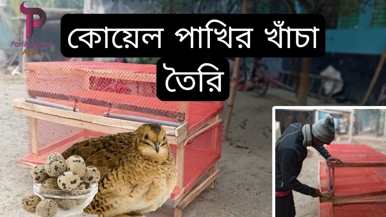 কোয়েল পাখির খাঁচা তৈরি। Quail bird cage made.@PorikolponaAgro