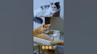 She shocked herself hissing her sibling. #cat #cute #kitten