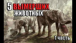5 ВЫМЕРШИХ животных, которых мы больше не увидим (1часть) 5 ВЫМЕРШИХ животных, которых мы больше не увидим (1часть)