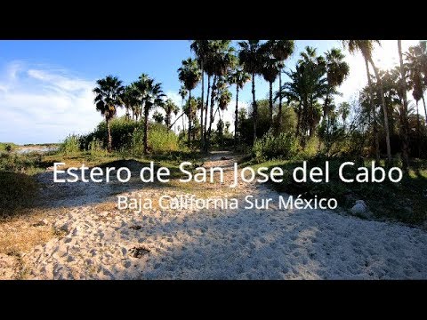 Documental Estero de San Jóse Del Cabo B.C.Sur México 2018