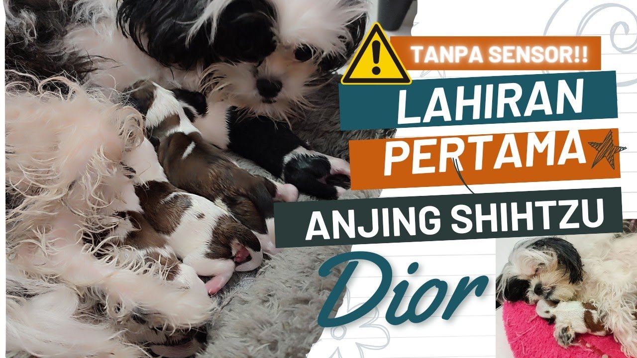 Lahiran Bayi Anak Anjing Shihtzu ( Dior's Babies Born Day) NGERI!!! Takut? Jangan Lihat!!