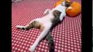 Кошка,улыбнись смешно 5 тв Кошка,улыбнись смешно 5 тв