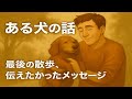 ㊗️2万【実話】ある犬の話～最後の散歩と伝えたかった事の後悔～ #感動する話 #実話