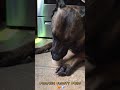 Frosty paws #malinois #snacks #frostypaws #belgianmalinois