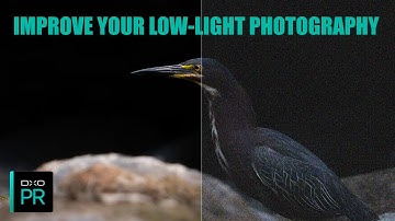 Using DXO Denoise to improve low-light photos | Sony A7iv wildlife photography