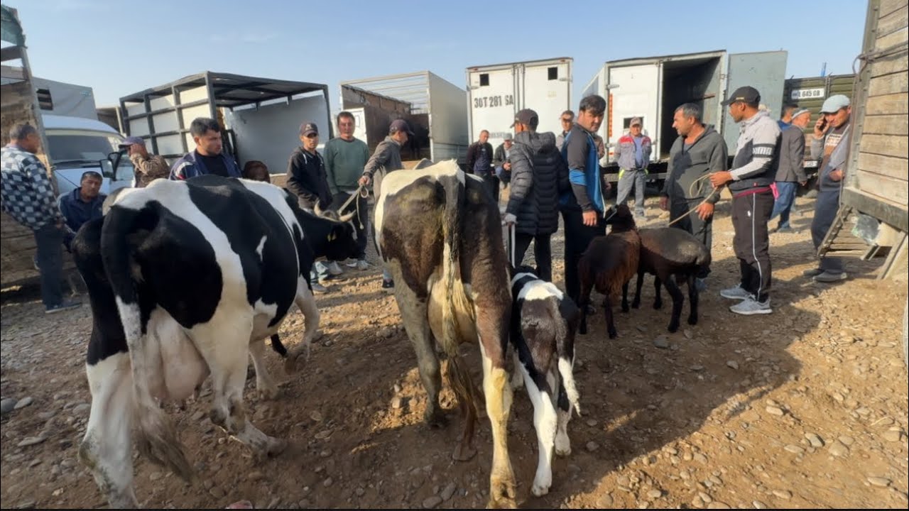 SAMAQRAND OQDARYO YANGIQURGON MOL BOZORI NARXLAR PASTLADI 25.092025 ( Texno olam )