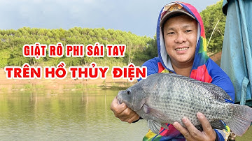 CÂU ĐÀI TỰ NHIÊN | Mồi câu cá RÔ PHI tự nhiên - Cá đập thủy điện quấn ổ giật mỏi tay
