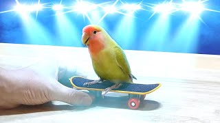 スケボーで遊ぶコザクラインコ