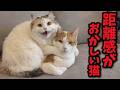 【迷惑系】完全に距離感がバグってる猫