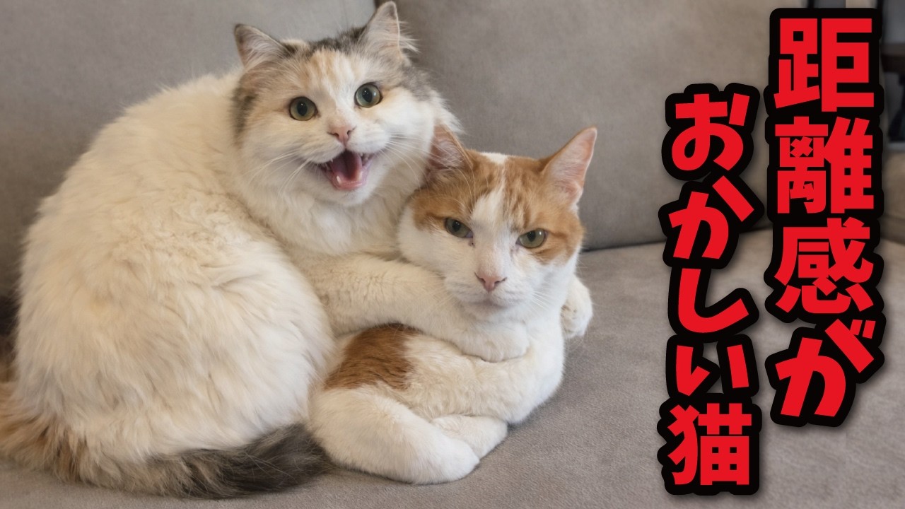 Cat‘s Eyes 商談成立！ Annoying] A cat with a completely broken sense of personal space