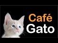 Este LUGAR LLENO DE GATOS es PERFECTO para TOMAR CAFÉ - Gato Latte Home