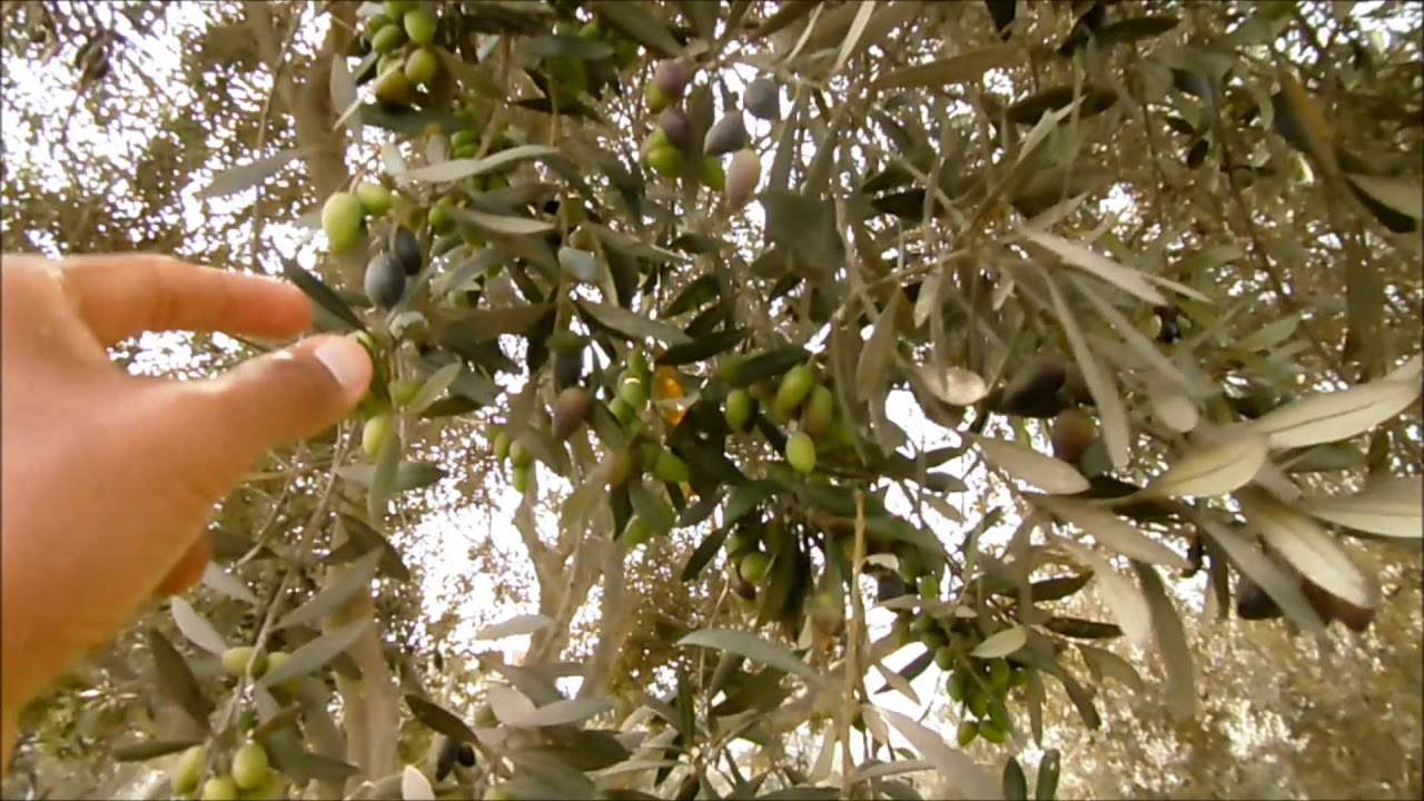 aceitunas verdes sosa caustica aceitunas verdes sosa caustica