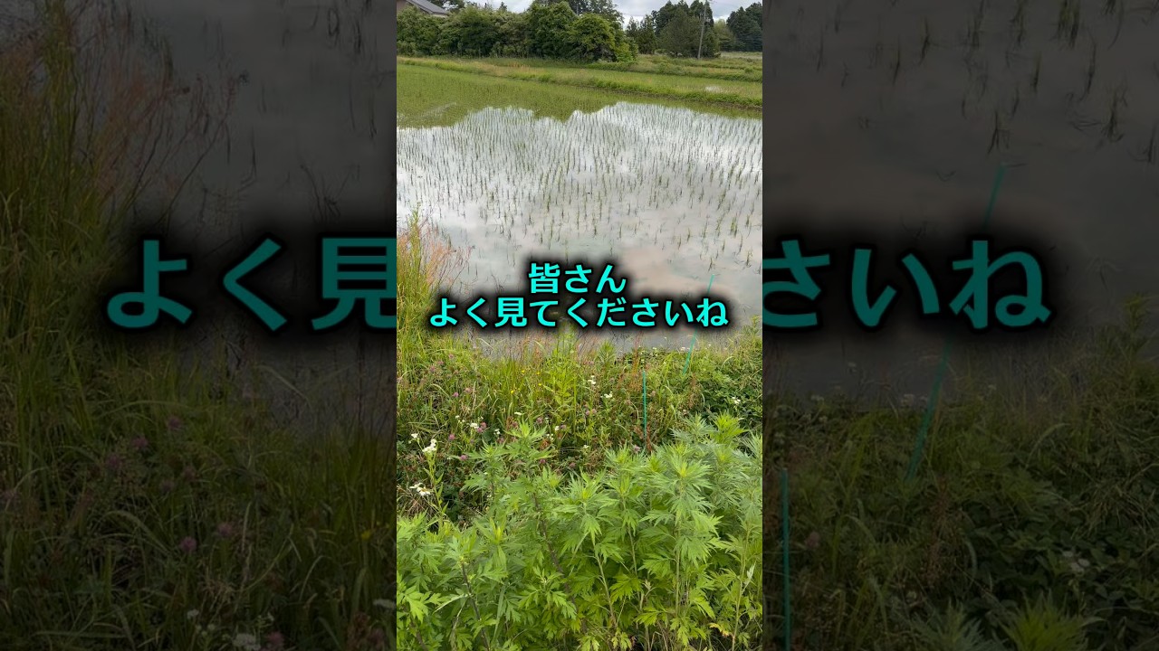 皆さんよく見てくださいね#shorts #農業 #佐渡 #農家 #米作り #仕事 