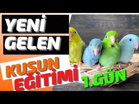 Yeni Kuş Sahipleri İçin 1.GÜN EĞİTİMİ