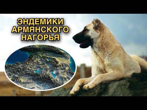 Встречаются только в Армении. 10 уникальных животных