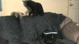 Two kitties on the couch by stevecashblog 187,882 views 13 years ago 20 seconds