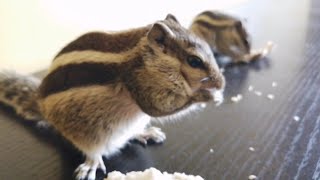 What Do We Feed Our Squirrels What To Feed Squirrels Indian Palm Squirrel