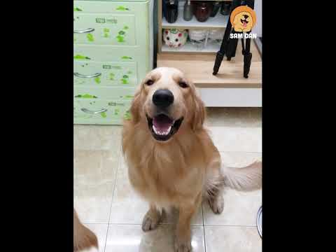 Video: Golden Retriever Sinh Ra Con Chó Con 'xanh' Cực Kỳ Quý Hiếm