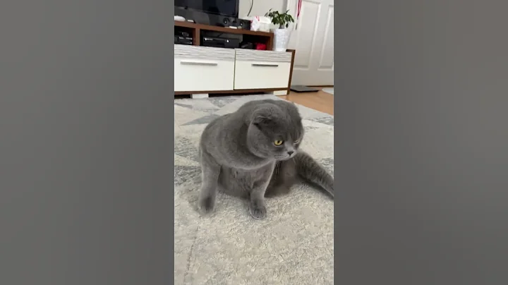 Video 11283601: funny cat scottish, cute cat scottish, enjoys cute funny cat, cute colorful cat