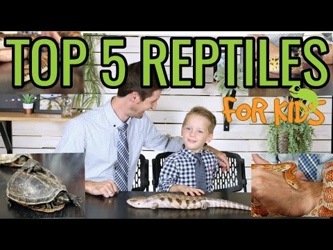 top-5-reptiles-for-kids