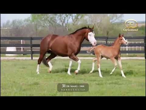 31   CUSTOMIZED MY GUN EMBRIÃO