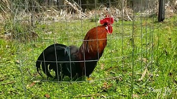 Black Red Crow - Bantam Phoenix Qaib Dib Tw Ntev