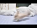 寝てる間のカメラ映像を確認したらうさぎさんがでんこうせっかしてた