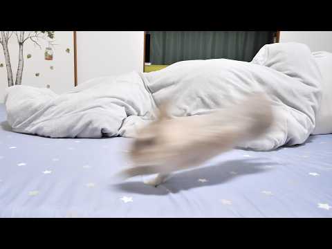 寝てる間のカメラ映像を確認したらうさぎさんがでんこうせっかしてた