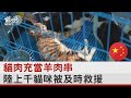 貓肉充當羊肉串 陸上千貓咪被及時救援｜TVBS新聞