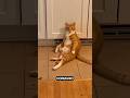 Conheça a MIAUCONHA dos gatos! #bicho #animal #curiosidade